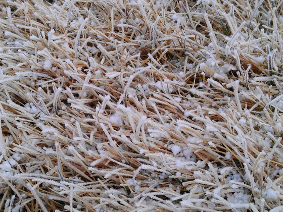 icy-grass