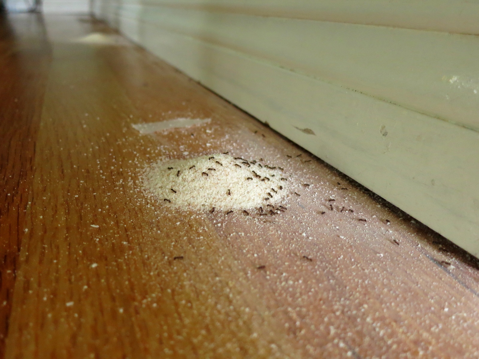 Мелкие муравьи в доме как избавиться. Домашние муравьи. Рыжие муравьи в квартире. Муравьи домашние мелкие. Следы от муравьев в квартире.