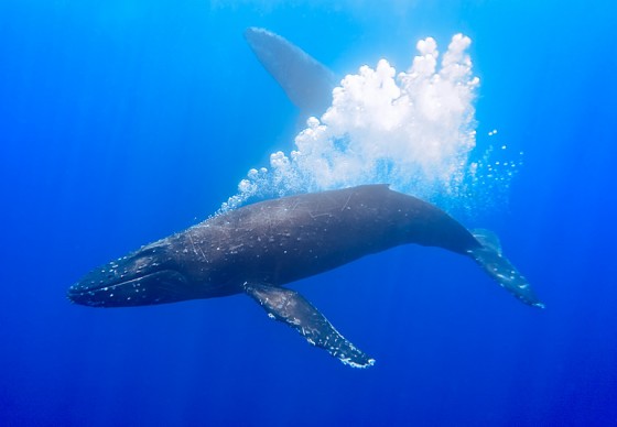 whale-bubbles